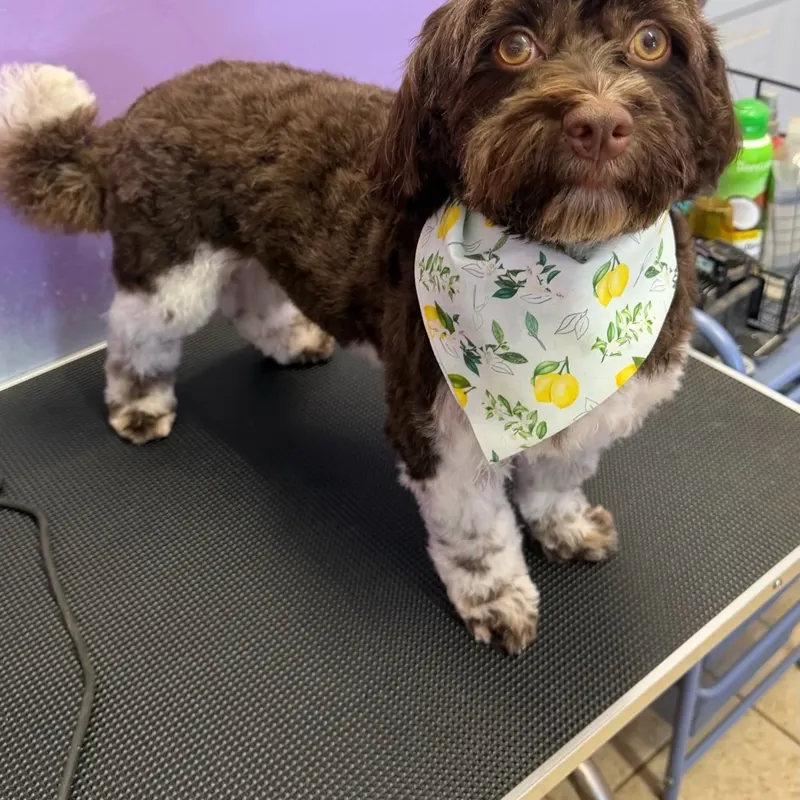 Brown and white dog in a lemon bandana