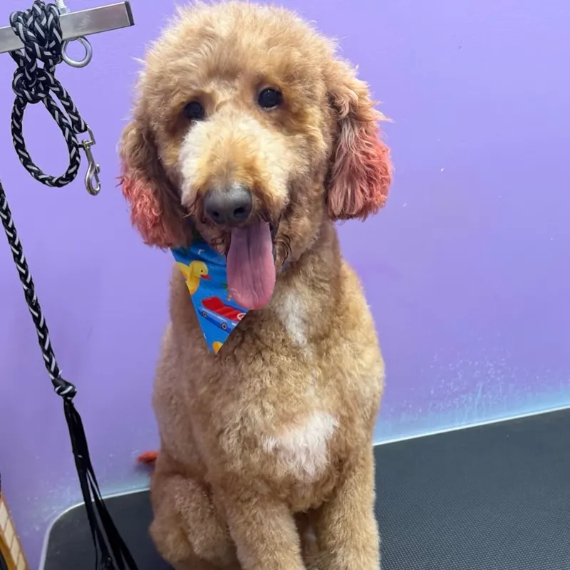 Smiling goldendoodle in a colorful bandana