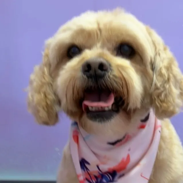Cream dog in a pink bandana