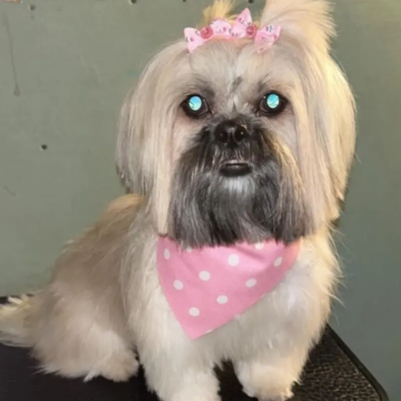 Long haired dog with a bow and pink bandana