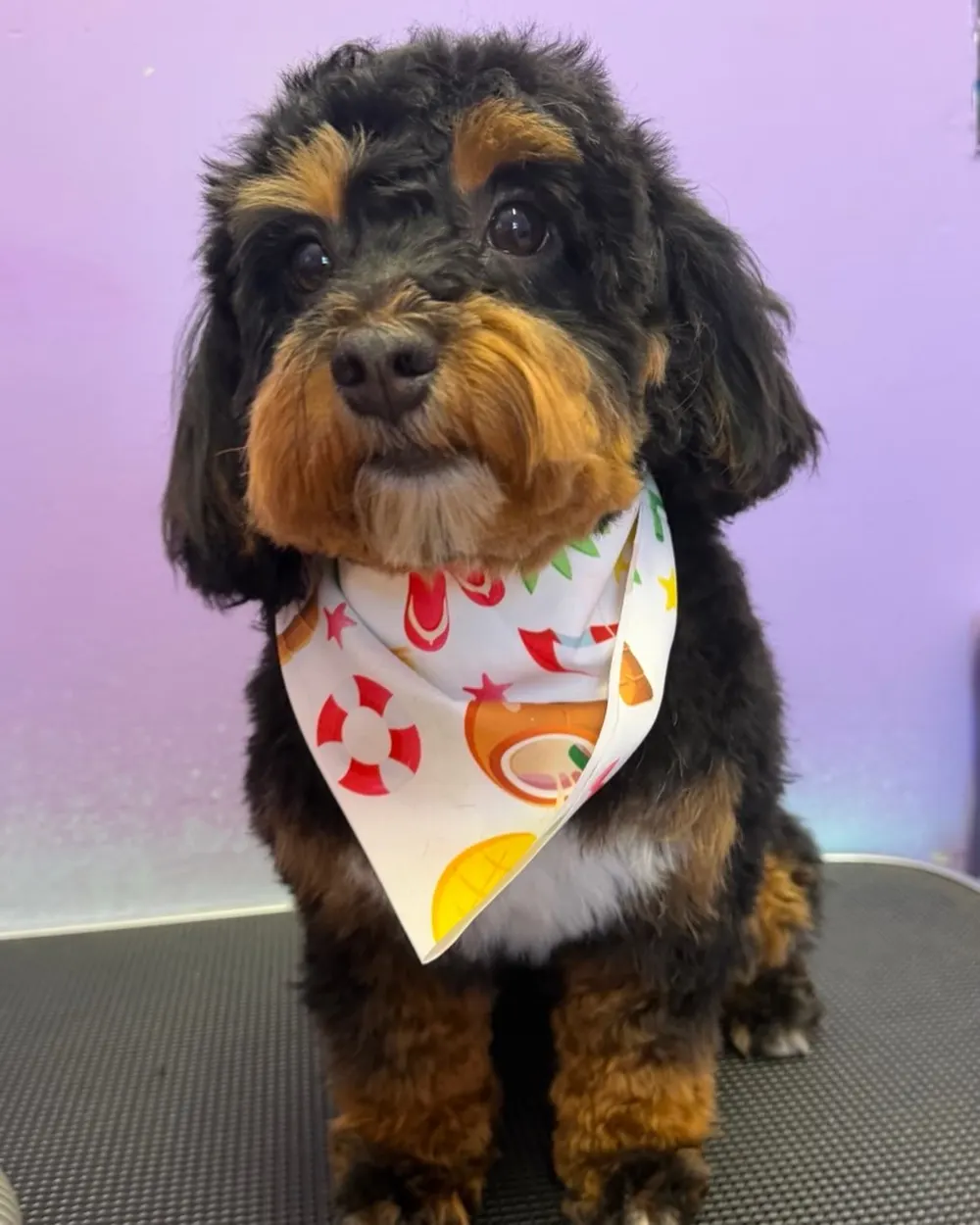 Freshly groomed black and tan dog in a fruit print bandana at Kanela Spa