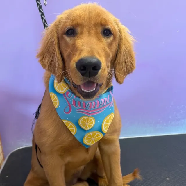 Golden puppy in a blue lemon bandana